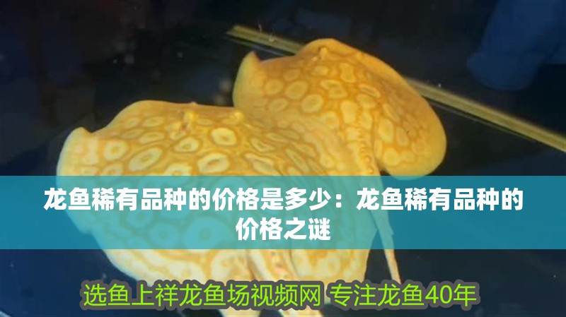 龍魚稀有品種的價格是多少：龍魚稀有品種的價格之謎
