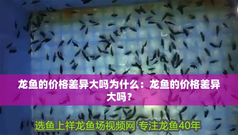 龍魚的價格差異大嗎為什么：龍魚的價格差異大嗎？