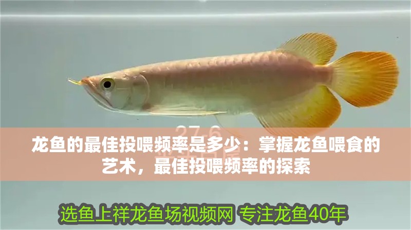 龍魚的最佳投喂頻率是多少：掌握龍魚喂食的藝術(shù)，最佳投喂頻率的探索