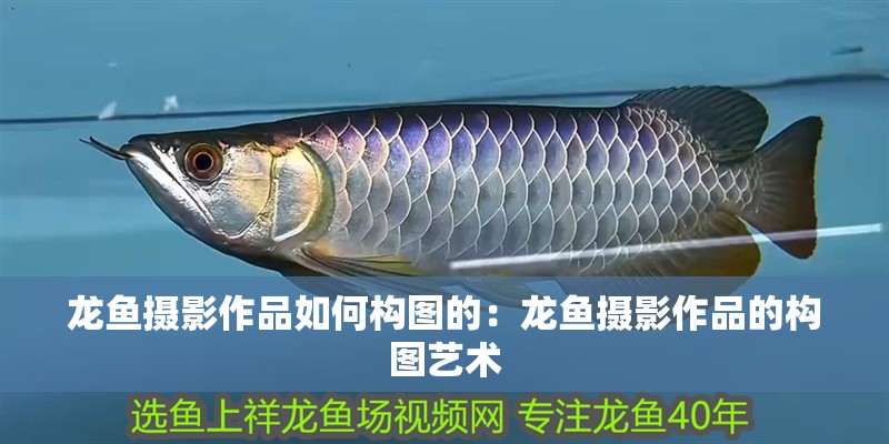 龍魚攝影作品如何構圖的：龍魚攝影作品的構圖藝術