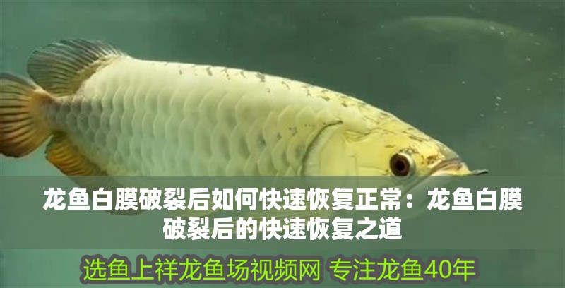 龍魚白膜破裂后如何快速恢復正常：龍魚白膜破裂后的快速恢復之道