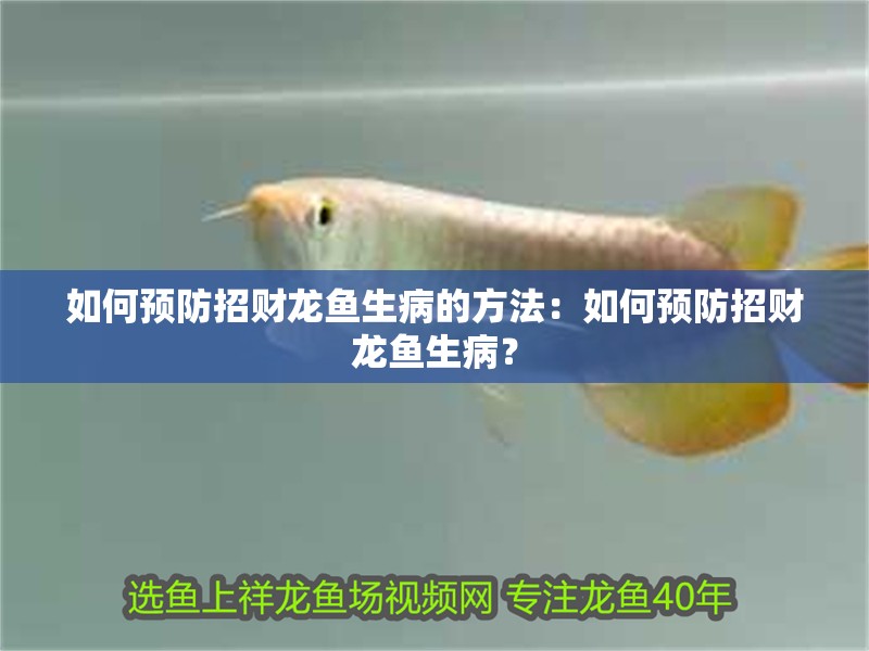 如何預(yù)防招財龍魚生病的方法：如何預(yù)防招財龍魚生病？