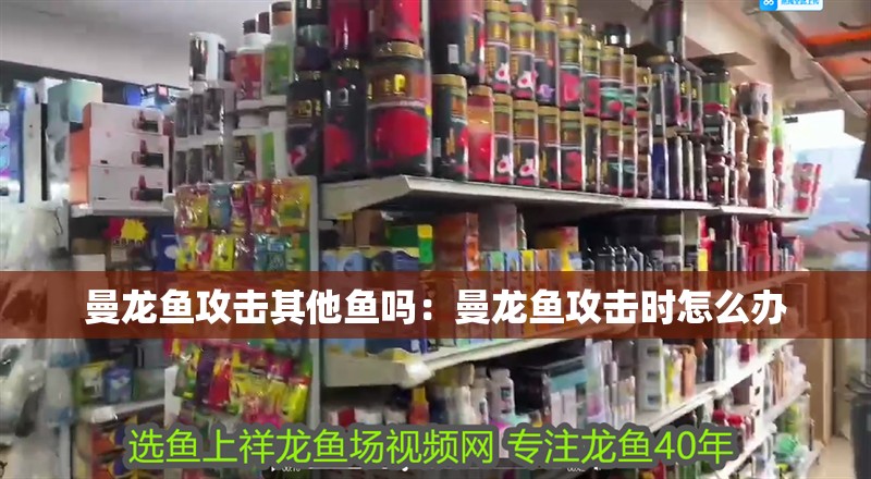 曼龍魚攻擊其他魚嗎：曼龍魚攻擊時怎么辦