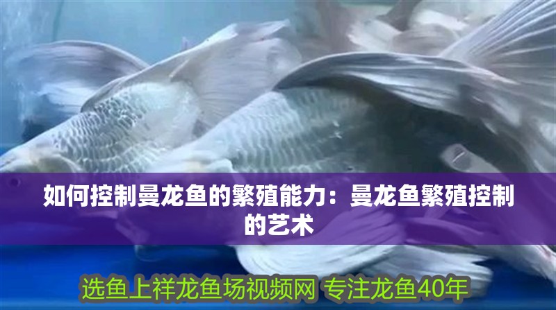 如何控制曼龍魚的繁殖能力：曼龍魚繁殖控制的藝術