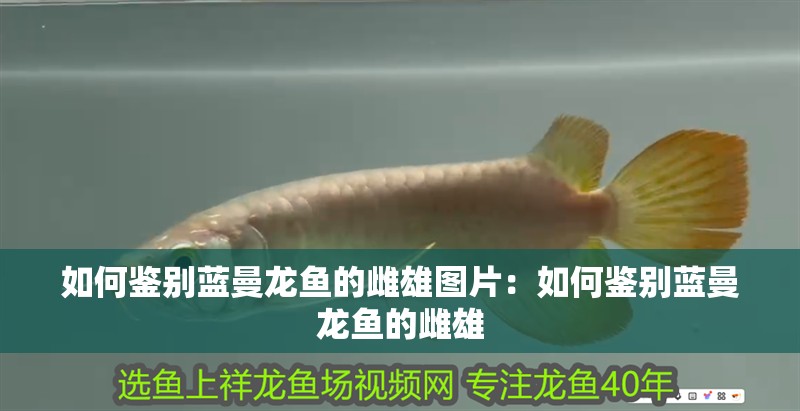 如何鑒別藍曼龍魚的雌雄圖片：如何鑒別藍曼龍魚的雌雄