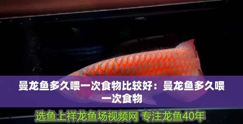 曼龍魚多久喂一次食物比較好：曼龍魚多久喂一次食物