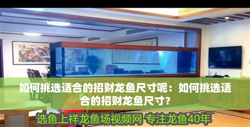 如何挑選適合的招財龍魚尺寸呢：如何挑選適合的招財龍魚尺寸？