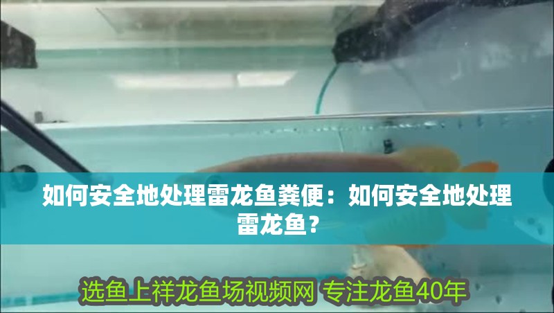 如何安全地處理雷龍魚糞便：如何安全地處理雷龍魚？