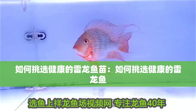 如何挑選健康的雷龍魚苗：如何挑選健康的雷龍魚