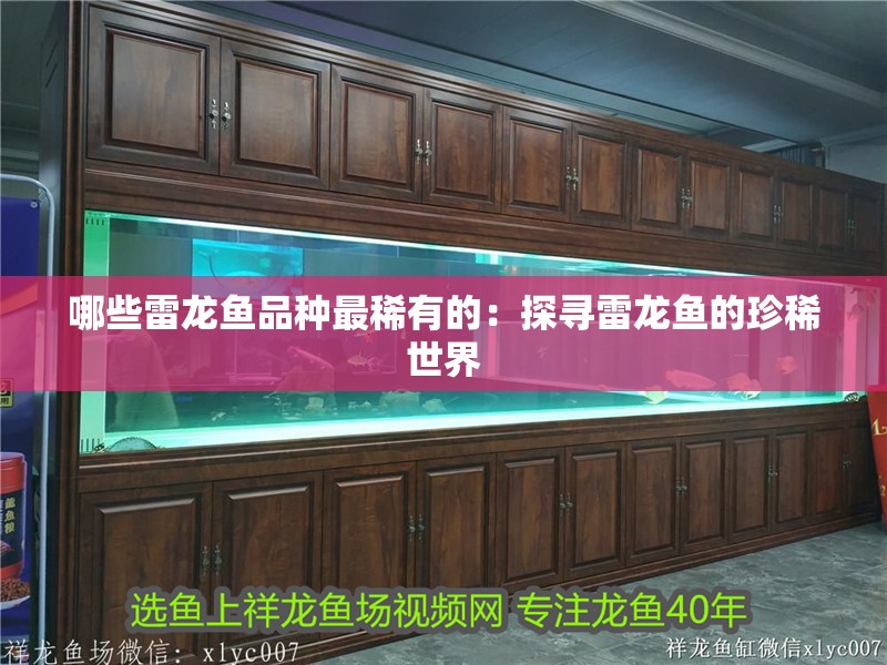 哪些雷龍魚品種最稀有的：探尋雷龍魚的珍稀世界