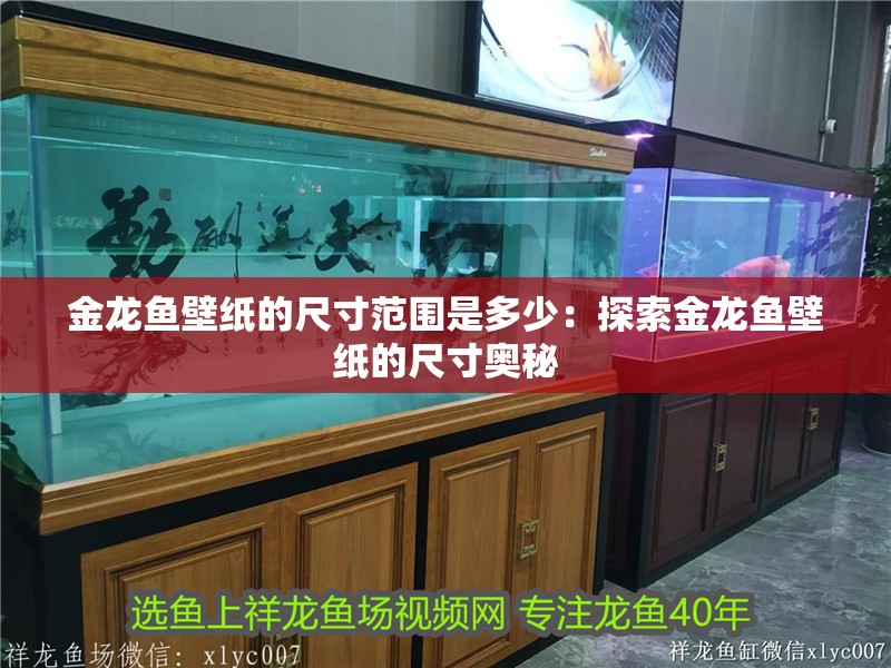 金龍魚壁紙的尺寸范圍是多少：探索金龍魚壁紙的尺寸奧秘
