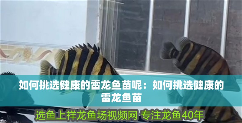 如何挑選健康的雷龍魚苗呢：如何挑選健康的雷龍魚苗