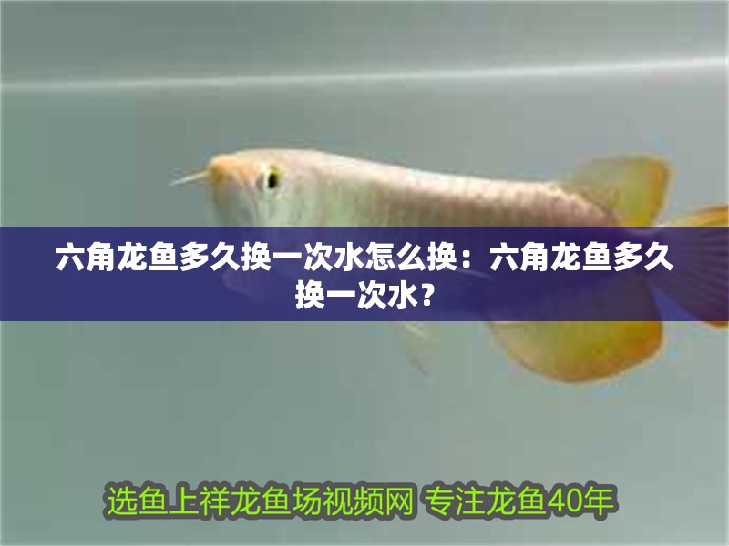 六角龍魚多久換一次水怎么換：六角龍魚多久換一次水？