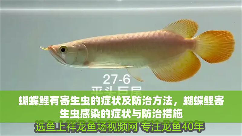 蝴蝶鯉有寄生蟲的癥狀及防治方法，蝴蝶鯉寄生蟲感染的癥狀與防治措施 蝴蝶鯉有寄生蟲的癥狀及防治方法，蝴蝶鯉寄生蟲感染的癥狀與防治措施 龍魚常見疾病 第2張