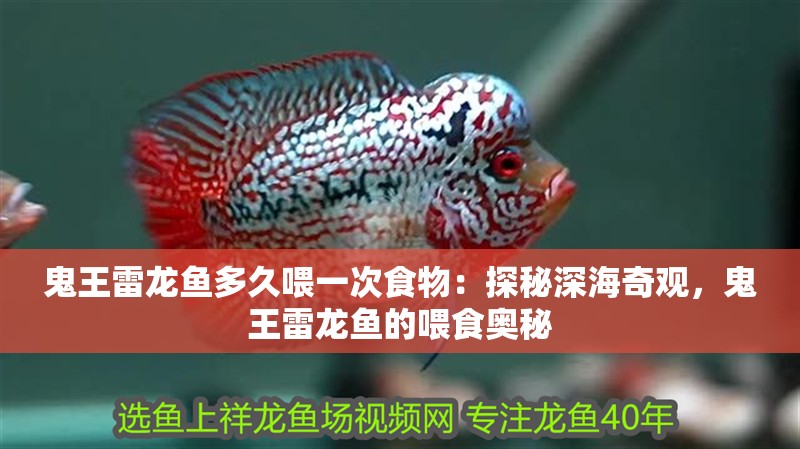 鬼王雷龍魚多久喂一次食物：探秘深海奇觀，鬼王雷龍魚的喂食奧秘