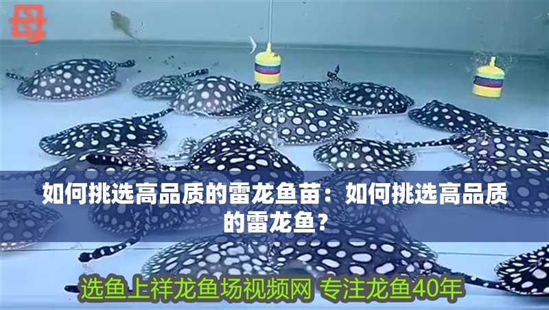 如何挑選高品質的雷龍魚苗：如何挑選高品質的雷龍魚？
