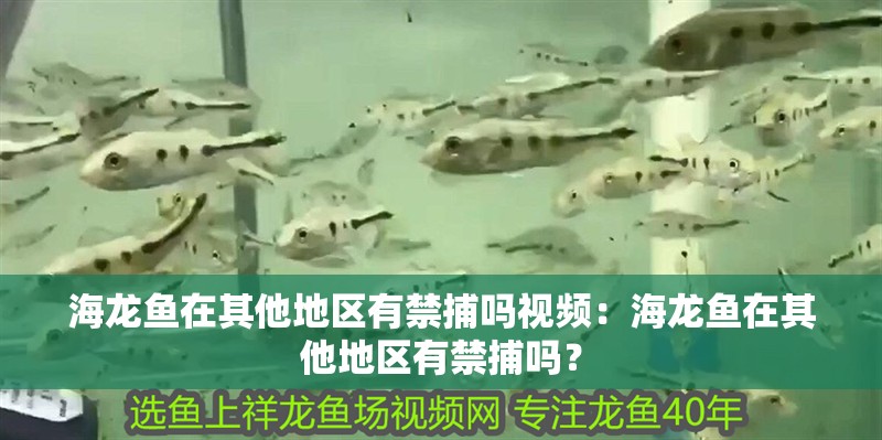 海龍魚在其他地區有禁捕嗎視頻：海龍魚在其他地區有禁捕嗎？