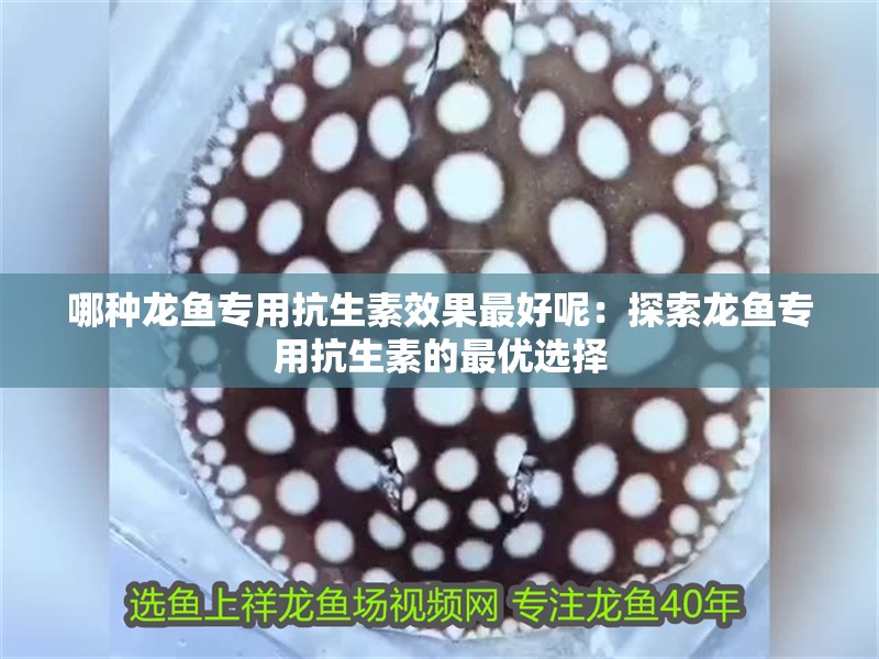 哪種龍魚專用抗生素效果最好呢：探索龍魚專用抗生素的最優選擇