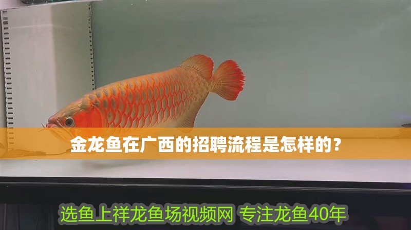 金龍魚在廣西的招聘流程是怎樣的？