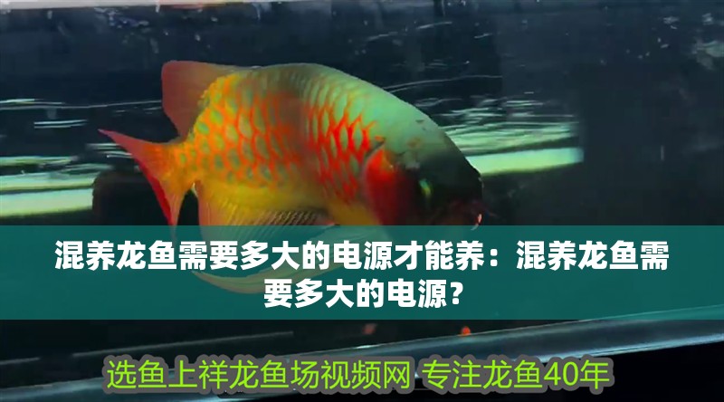 混養龍魚需要多大的電源才能養：混養龍魚需要多大的電源？