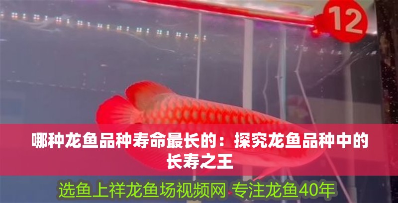 哪種龍魚品種壽命最長的：探究龍魚品種中的長壽之王