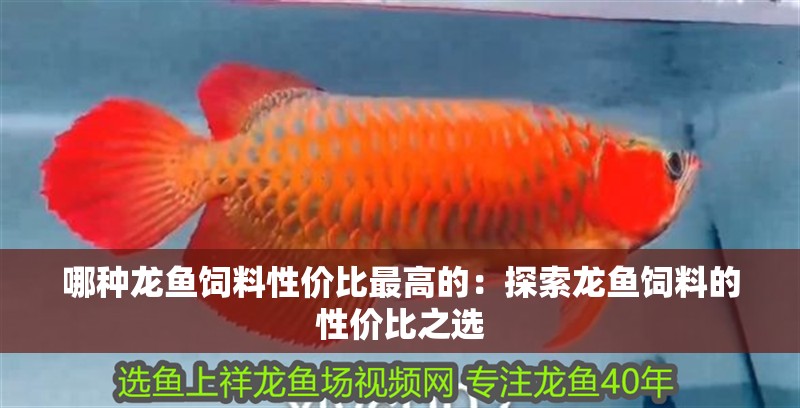 哪種龍魚飼料性價比最高的：探索龍魚飼料的性價比之選