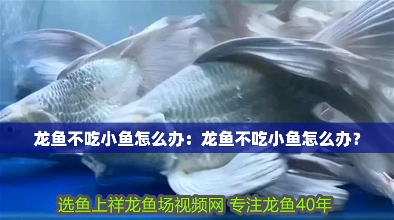 龍魚不吃小魚怎么辦：龍魚不吃小魚怎么辦？