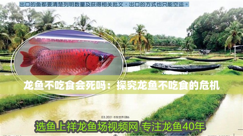 龍魚不吃食會死嗎：探究龍魚不吃食的危機(jī)