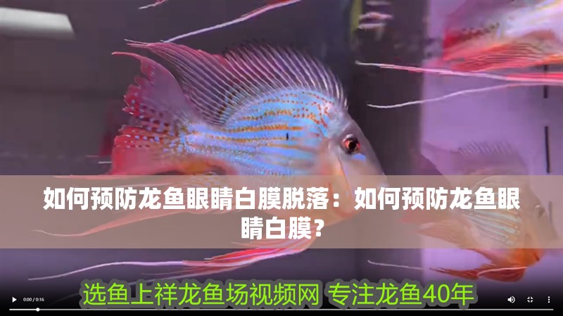如何預防龍魚眼睛白膜脫落：如何預防龍魚眼睛白膜？