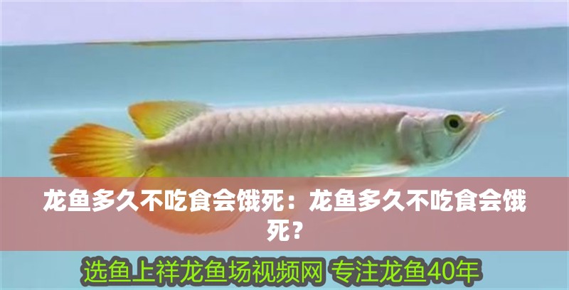 龍魚多久不吃食會餓死：龍魚多久不吃食會餓死？