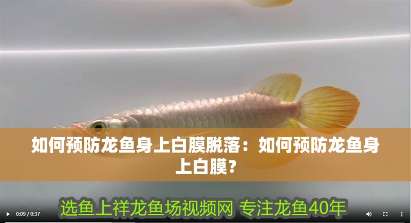 如何預防龍魚身上白膜脫落：如何預防龍魚身上白膜？