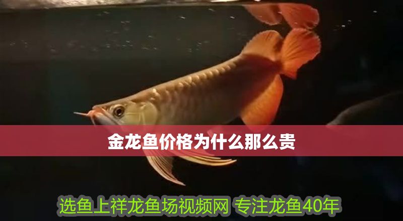金龍魚價(jià)格為什么那么貴
