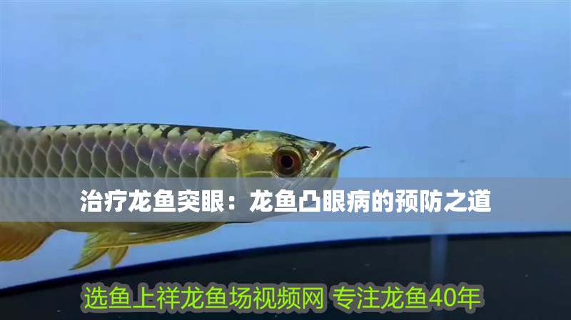 治療龍魚突眼：龍魚凸眼病的預防之道