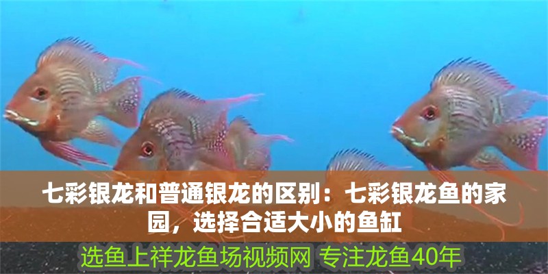 七彩銀龍和普通銀龍的區(qū)別：七彩銀龍魚的家園，選擇合適大小的魚缸