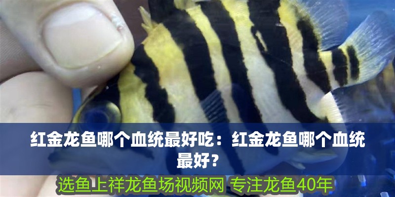 紅金龍魚哪個(gè)血統(tǒng)最好吃：紅金龍魚哪個(gè)血統(tǒng)最好？