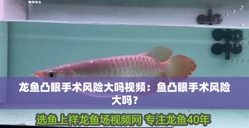 龍魚凸眼手術(shù)風(fēng)險大嗎視頻：魚凸眼手術(shù)風(fēng)險大嗎？
