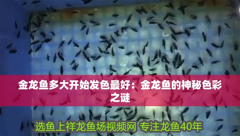 金龍魚多大開始發色最好：金龍魚的神秘色彩之謎