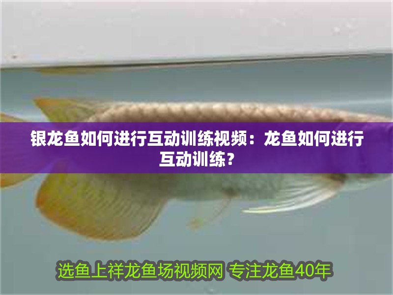 銀龍魚如何進行互動訓練視頻：龍魚如何進行互動訓練？