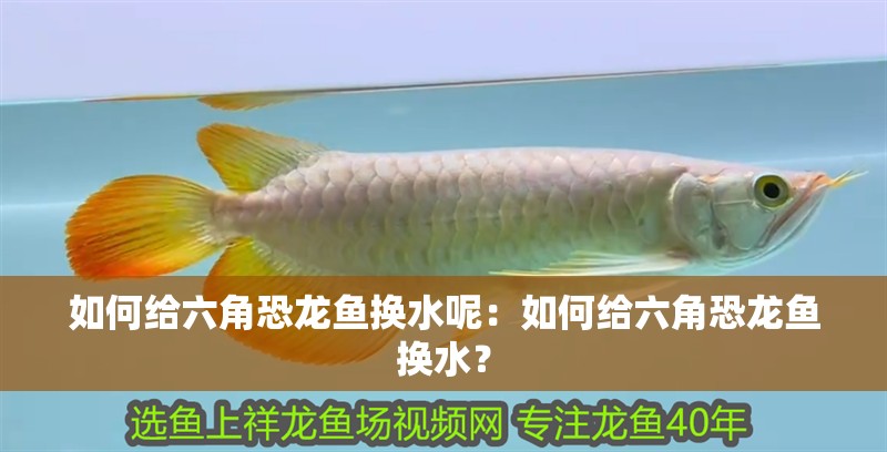 如何給六角恐龍魚換水呢：如何給六角恐龍魚換水？ 如何給六角恐龍魚換水呢：如何給六角恐龍魚換水？ 水族問答