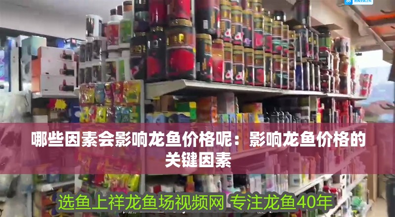 哪些因素會(huì)影響龍魚價(jià)格呢：影響龍魚價(jià)格的關(guān)鍵因素