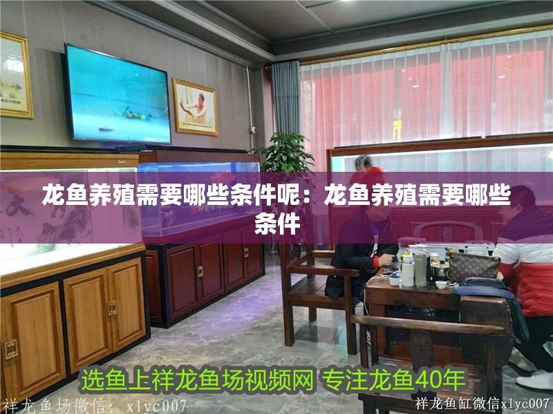 龍魚養(yǎng)殖需要哪些條件呢：龍魚養(yǎng)殖需要哪些條件