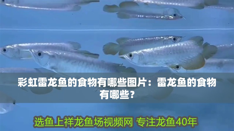 彩虹雷龍魚的食物有哪些圖片：雷龍魚的食物有哪些？