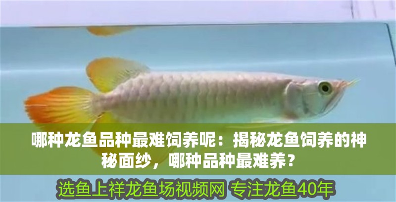 哪種龍魚品種最難飼養(yǎng)呢：揭秘龍魚飼養(yǎng)的神秘面紗，哪種品種最難養(yǎng)？