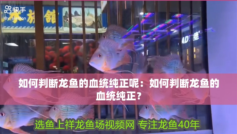 如何判斷龍魚的血統純正呢：如何判斷龍魚的血統純正？