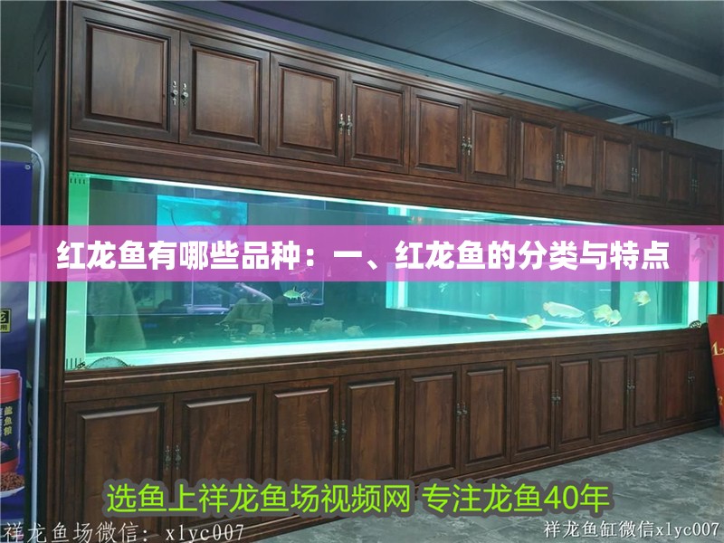 紅龍魚有哪些品種：一、紅龍魚的分類與特點(diǎn)