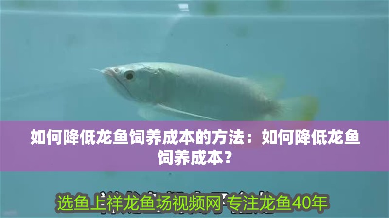 如何降低龍魚飼養成本的方法：如何降低龍魚飼養成本？