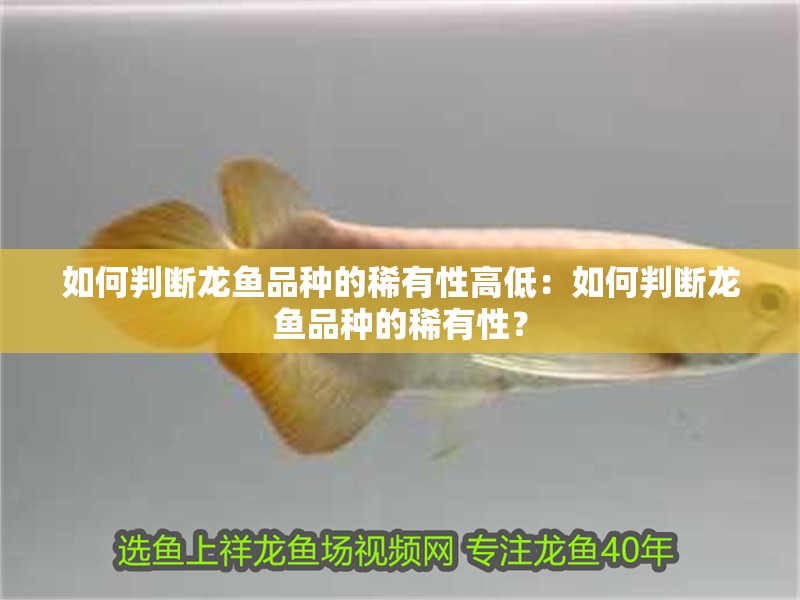 如何判斷龍魚品種的稀有性高低：如何判斷龍魚品種的稀有性？