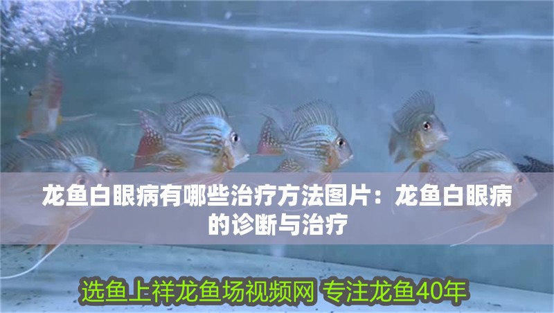 龍魚白眼病有哪些治療方法圖片：龍魚白眼病的診斷與治療