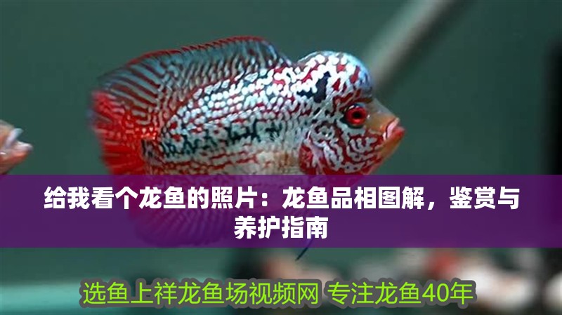 給我看個(gè)龍魚的照片：龍魚品相圖解，鑒賞與養(yǎng)護(hù)指南