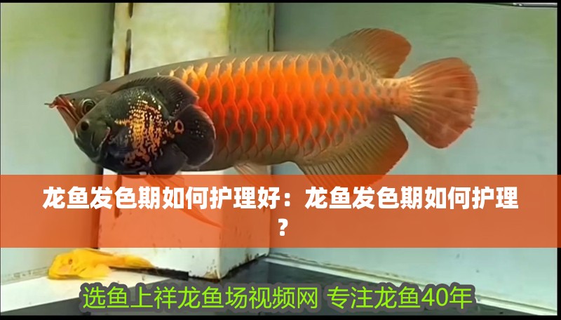 龍魚發色期如何護理好：龍魚發色期如何護理？
